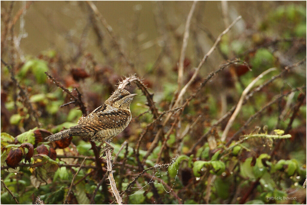 Eurasian Wryneck