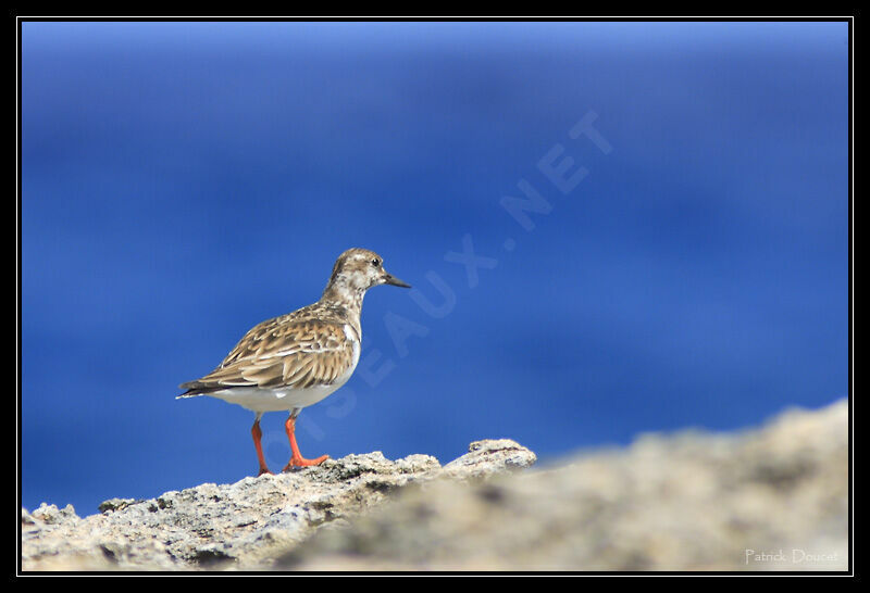 Ruddy Turnstone