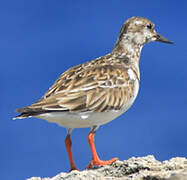 Ruddy Turnstone