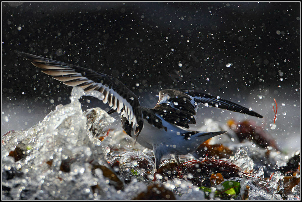 Ruddy Turnstone