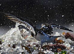 Ruddy Turnstone