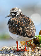 Ruddy Turnstone