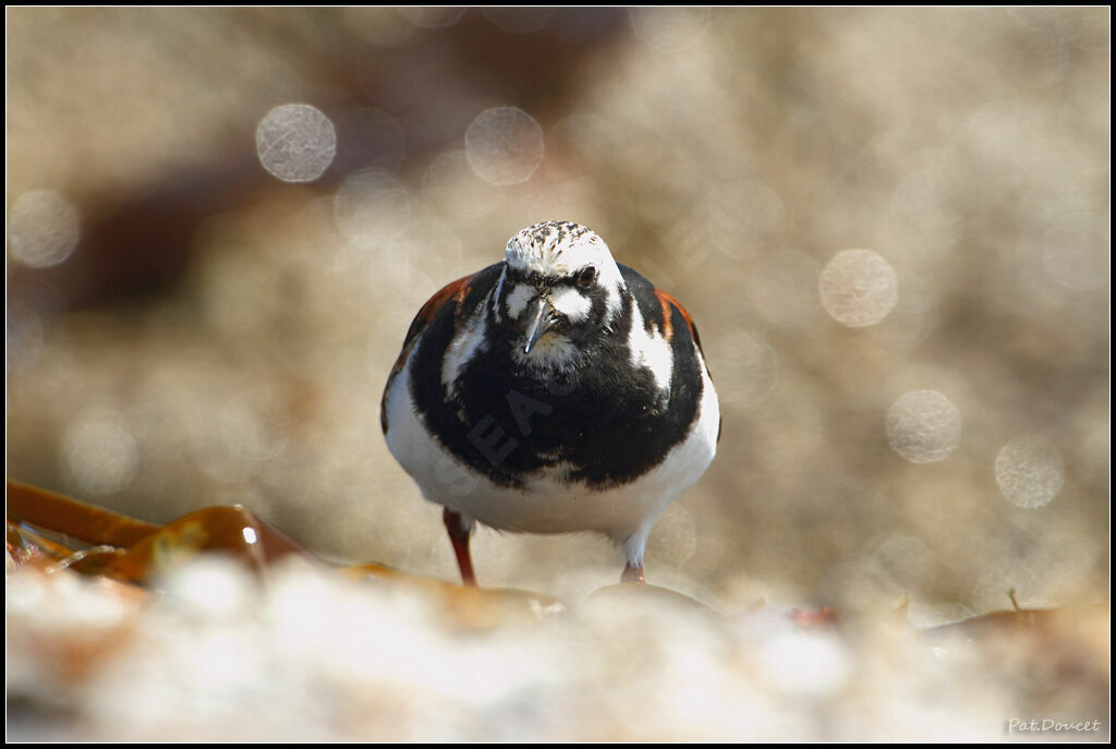 Ruddy Turnstone