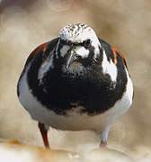 Ruddy Turnstone