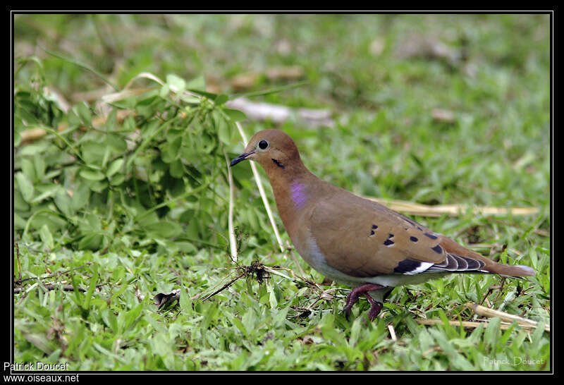 Zenaida Doveadult breeding, identification