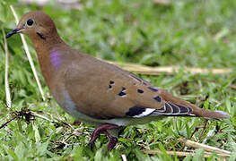 Zenaida Dove