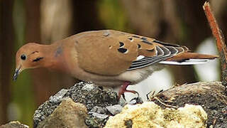 Zenaida Dove