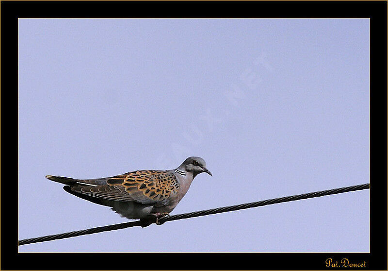 European Turtle Dove