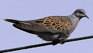 European Turtle Dove