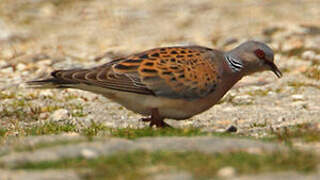 European Turtle Dove