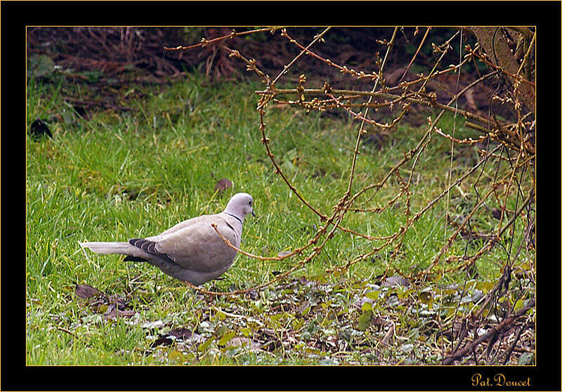 Eurasian Collared Dove