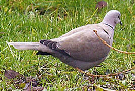 Eurasian Collared Dove