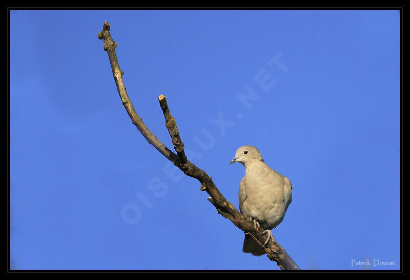 Eurasian Collared Dove