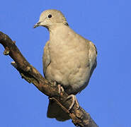 Eurasian Collared Dove