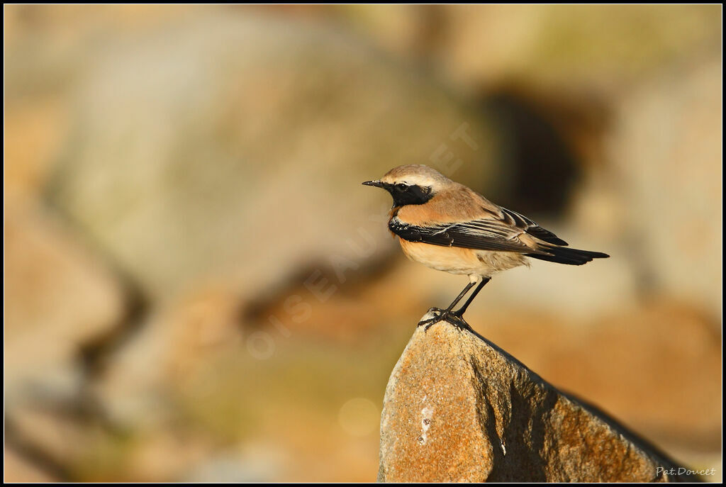 Desert Wheatear