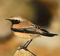 Desert Wheatear