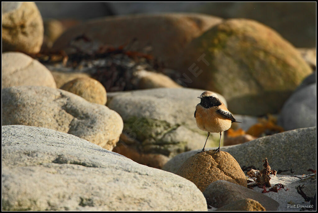 Desert Wheatear