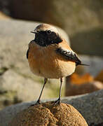 Desert Wheatear