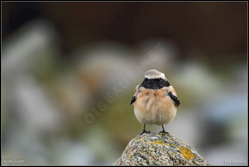 Desert Wheatear male adult, close-up portrait