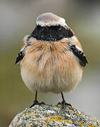 Desert Wheatear