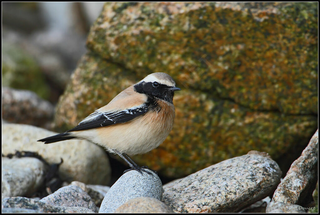 Desert Wheatear