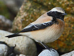 Desert Wheatear