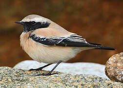 Desert Wheatear