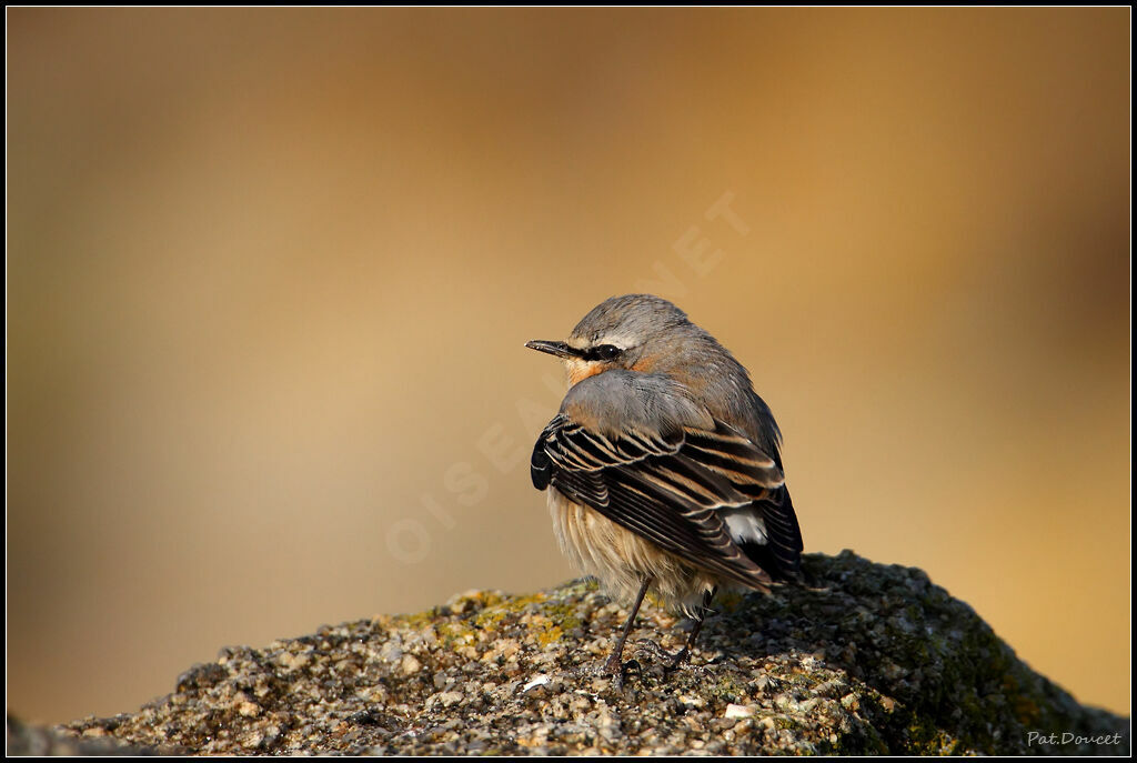 Northern Wheatear