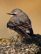 Northern Wheatear