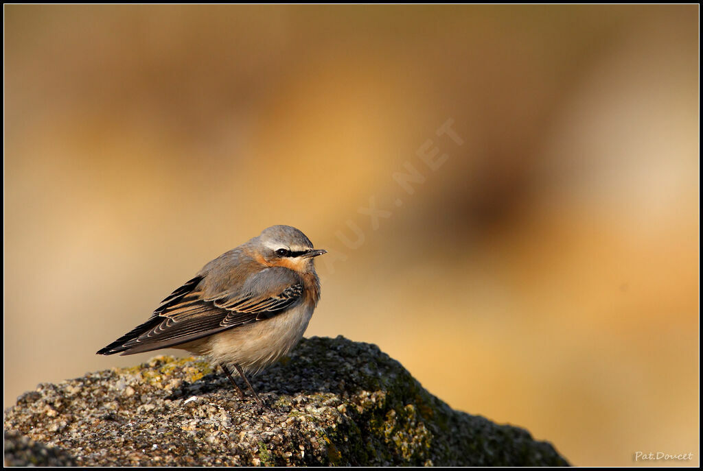 Northern Wheatear