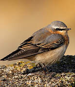 Northern Wheatear