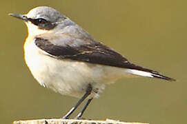 Northern Wheatear