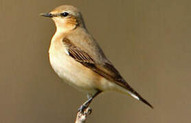 Northern Wheatear