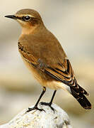 Northern Wheatear