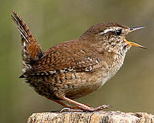 Eurasian Wren