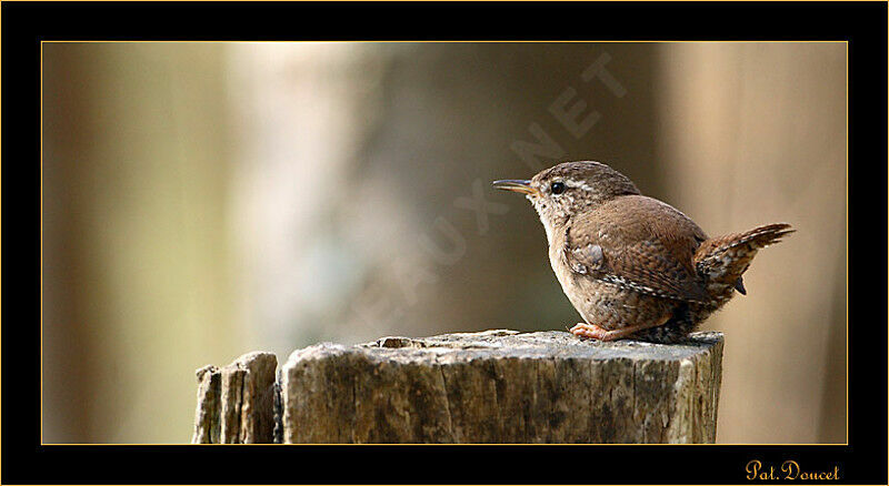 Troglodyte mignon