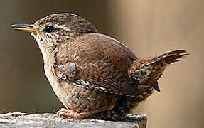 Eurasian Wren