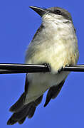 Grey Kingbird