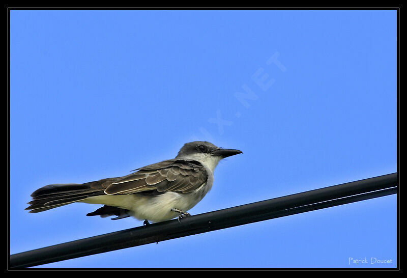 Grey Kingbird