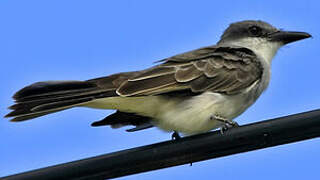 Grey Kingbird