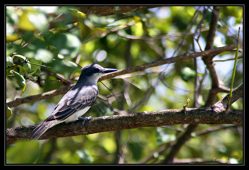 Grey Kingbird