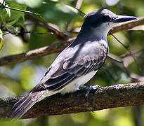 Grey Kingbird