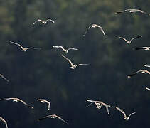 Northern Lapwing