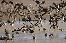 Northern Lapwing