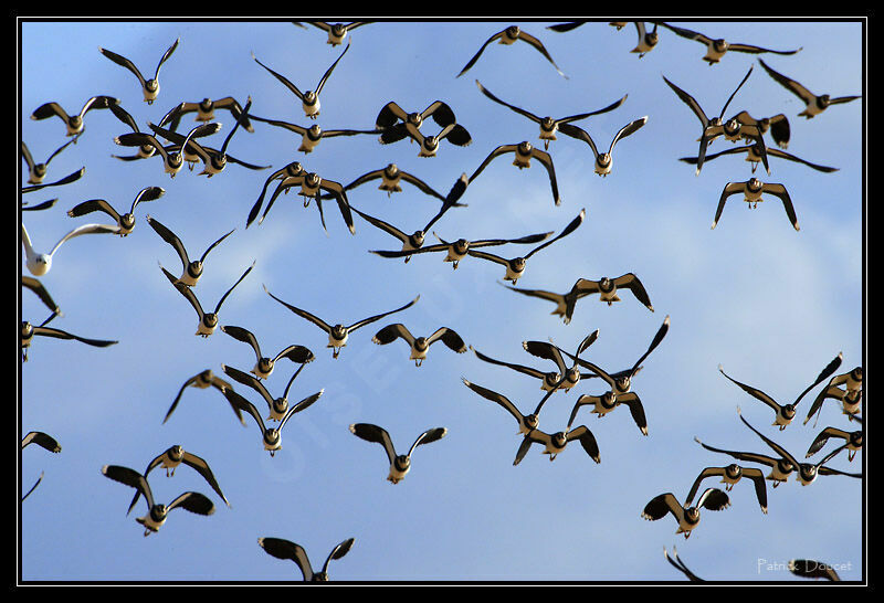 Northern Lapwing