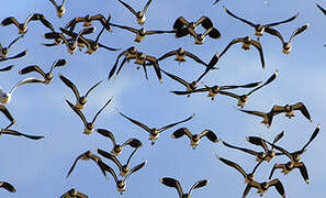 Northern Lapwing