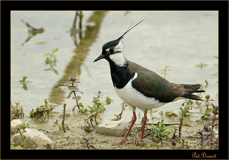 Northern Lapwing