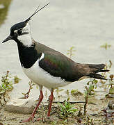 Northern Lapwing