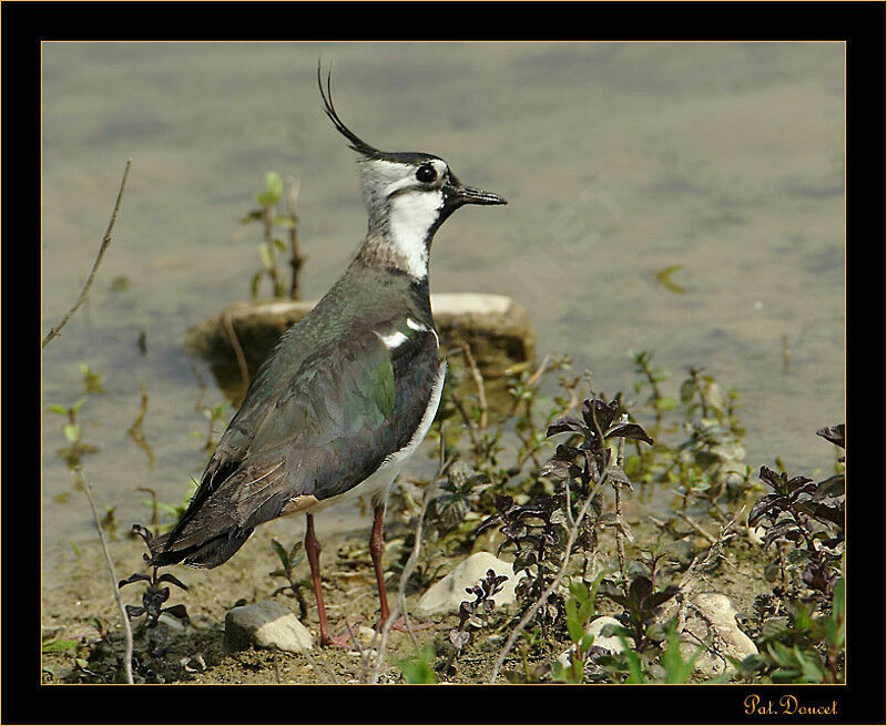 Northern Lapwing