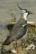 Northern Lapwing